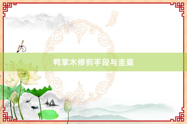 鸭掌木修剪手段与圭臬