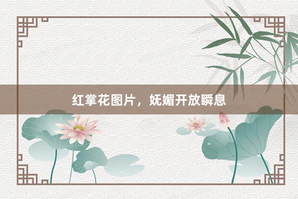 红掌花图片，妩媚开放瞬息