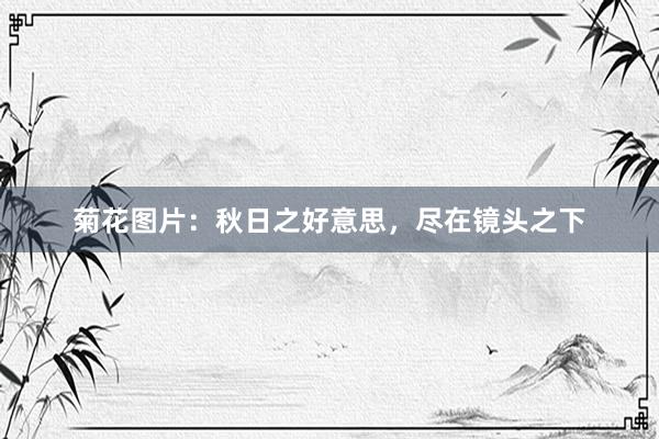 菊花图片:秋日之好意思,尽在镜头之下